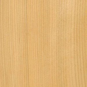 Lebanon Cedar